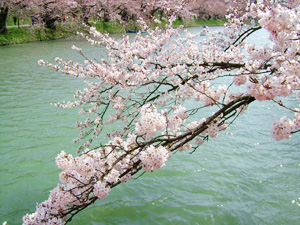 ボートの浮かぶ西濠の桜