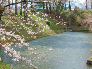 桜の下を泳ぐ白鳥