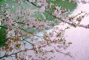 お堀に浮かぶ桜の花びら1