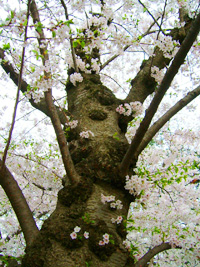 桜の幹に咲く花
